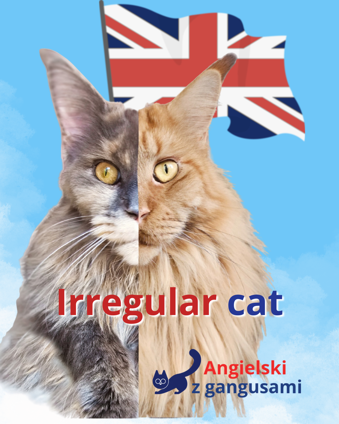 Maine coon o dwóch różnych połowach pyska