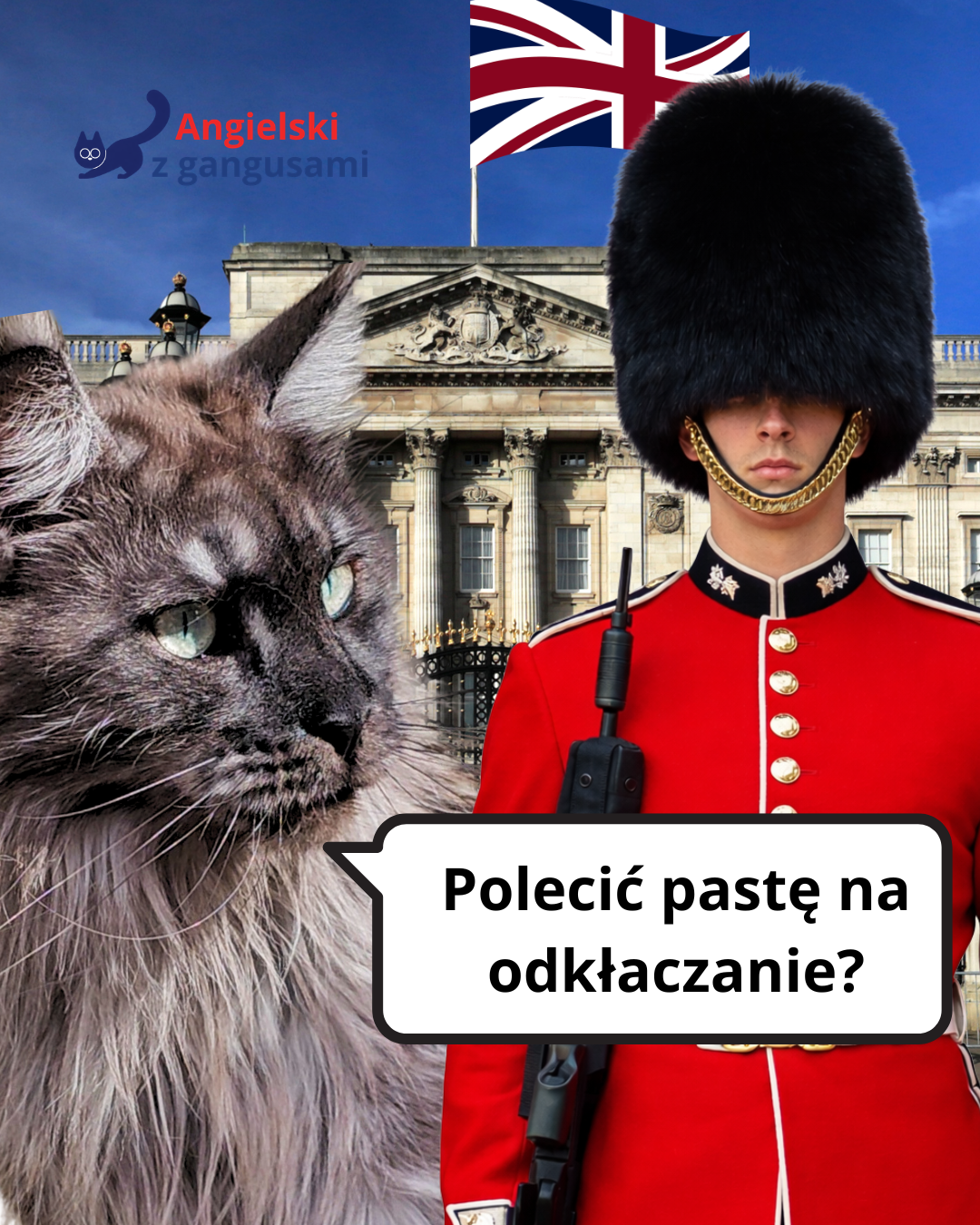 Kot maine coon i brytyjski strażnik