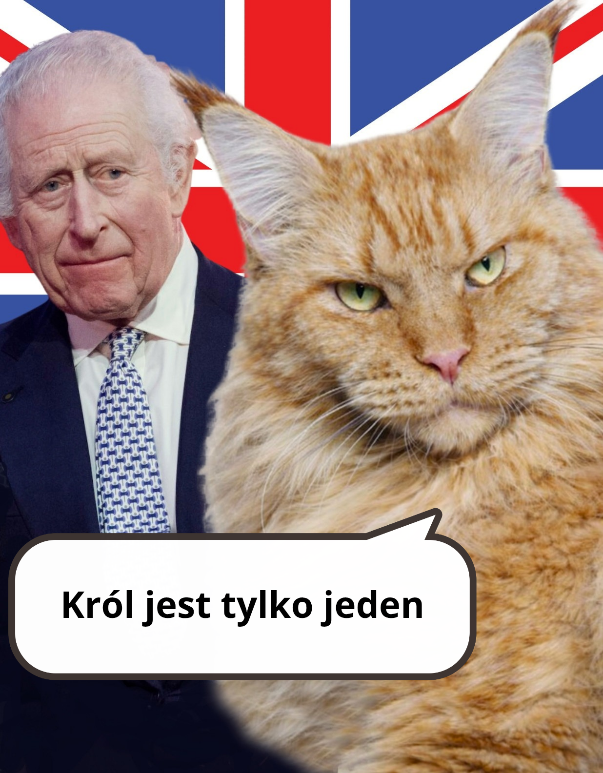 Król Karol z kotem rasy manie coon